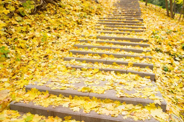 Granit adımlar üzerinde sarı yapraklar