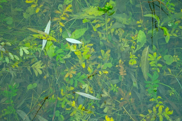 Pflanzen im Sumpf — Stockfoto