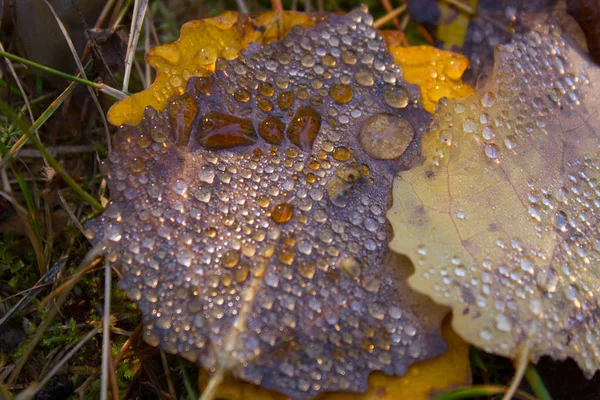 Hoja de otoño y gotas . — Foto de Stock