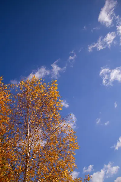 Árboles otoñales con hojas amarillentas — Foto de Stock