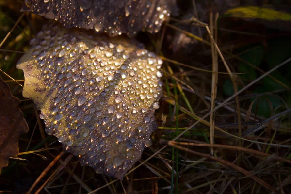 秋の葉と水滴. — ストック写真