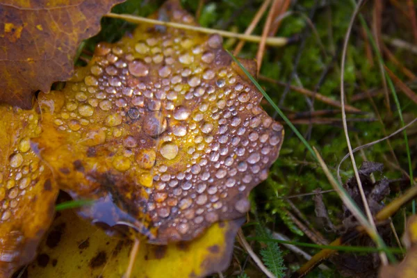 秋の葉と水滴. — ストック写真
