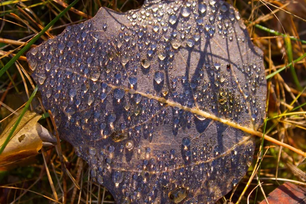 Hoja de otoño y gotas . — Foto de Stock