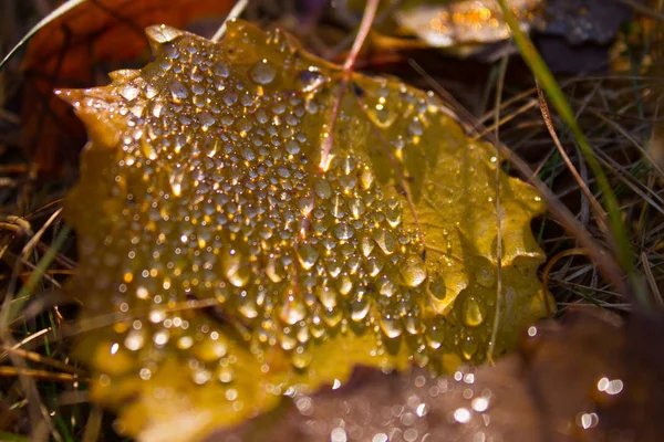 Осенний лист и капли . — стоковое фото