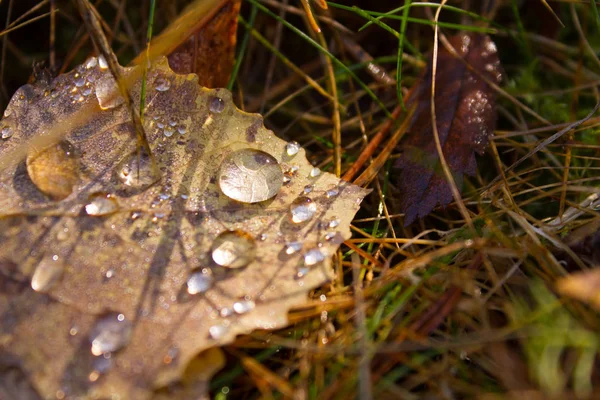 Hoja de otoño y gotas . — Foto de Stock