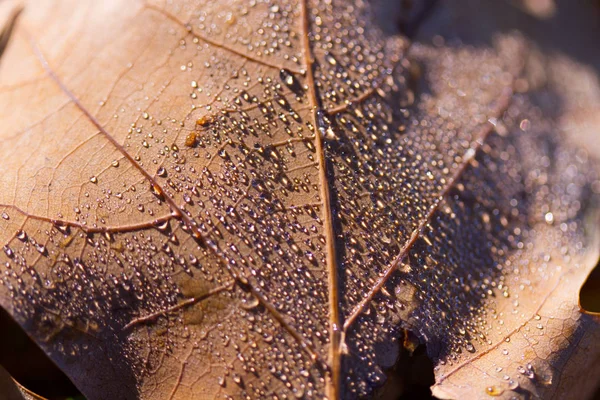 Hoja de otoño y gotas . — Foto de Stock