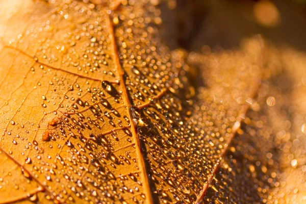 Осенний лист и капли . — стоковое фото
