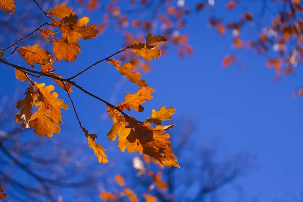 秋の公園の紅葉 — ストック写真