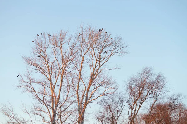 Silhouette di alberi e uccelli — Foto Stock