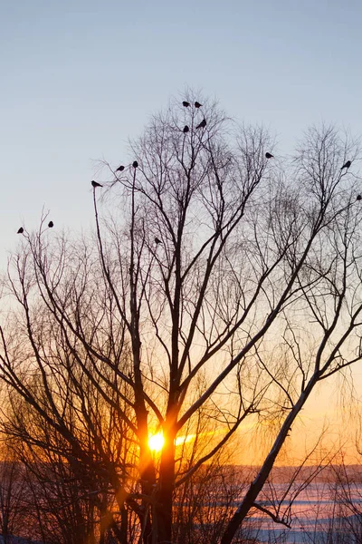 Silhouette d'arbre et d'oiseaux — Photo