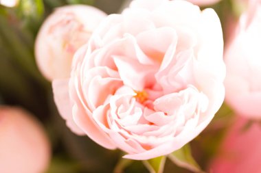 Gül çiçeği. Yaklaş.