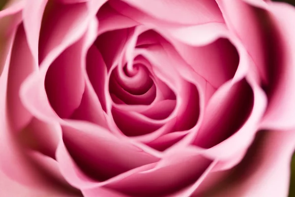 Rosenblüte aus nächster Nähe — Stockfoto