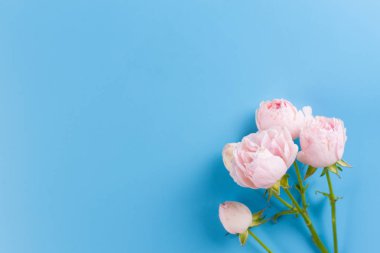 Mavi arka plan üzerinde pembe güller