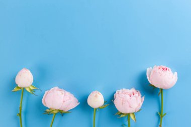 Mavi arka plan üzerinde pembe güller