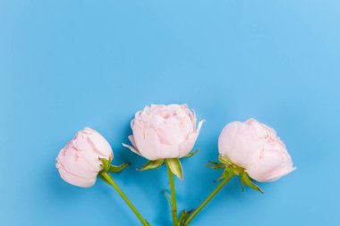 Mavi arka plan üzerinde pembe güller