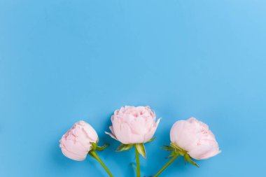 Mavi arka plan üzerinde pembe güller