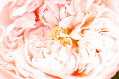 Gül çiçeği. Yaklaş.