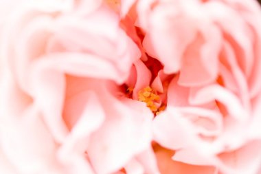 Gül çiçeği. Yaklaş.