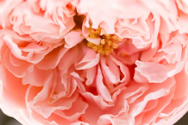 Rosenblüte aus nächster Nähe — Stockfoto