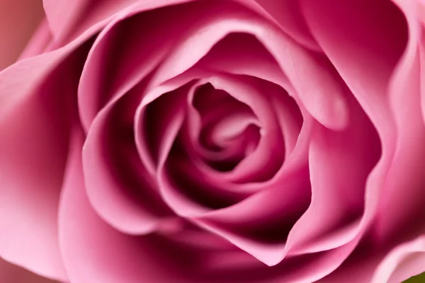 Rosenblüte aus nächster Nähe — Stockfoto