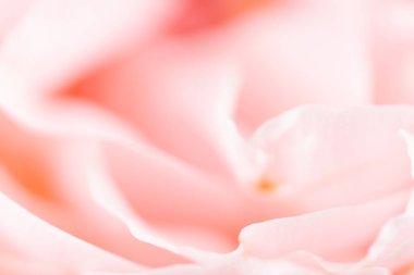 Gül çiçeği. Yaklaş.