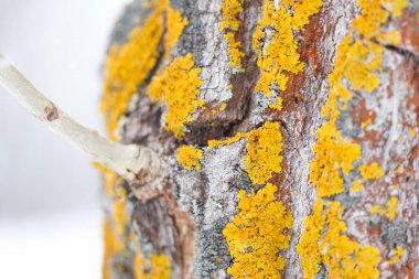 Ormanda yosunlu ağaç gövdesi