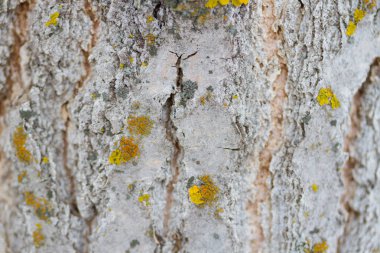 Ormanda yosunlu ağaç gövdesi