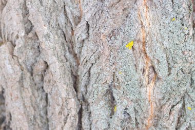 Ormanda yosunlu ağaç gövdesi