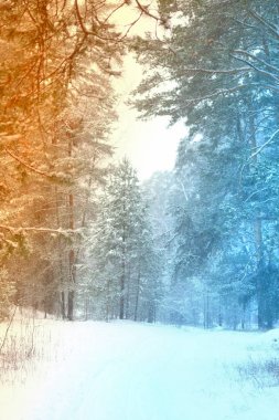 Çam ağacı orman görüntü