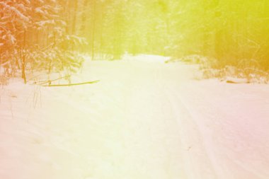 Çam ağacı orman görüntü