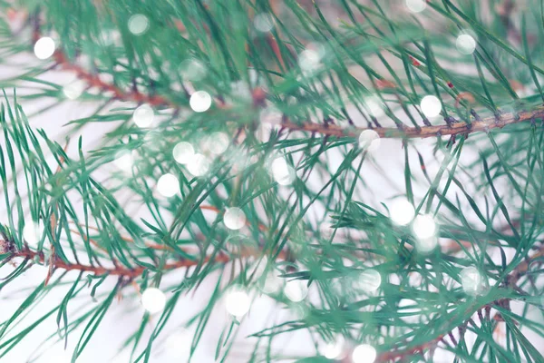 Closeup de árvore de Natal com luz — Fotografia de Stock