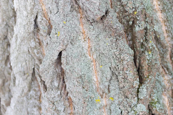 Mossy kmen stromu v lese — Stock fotografie