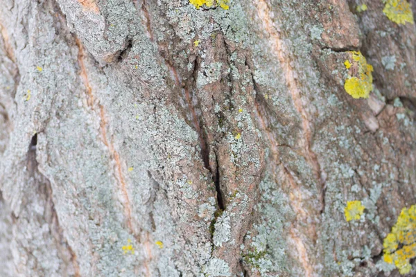 Tronco de árvore musgosa na floresta — Fotografia de Stock