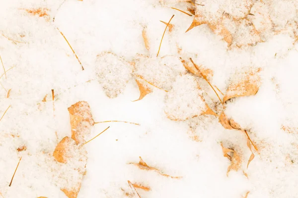 Frunze de toamnă sub zăpadă — Fotografie, imagine de stoc