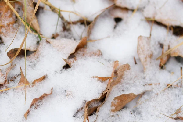 Hojas de otoño bajo la nieve — Foto de Stock