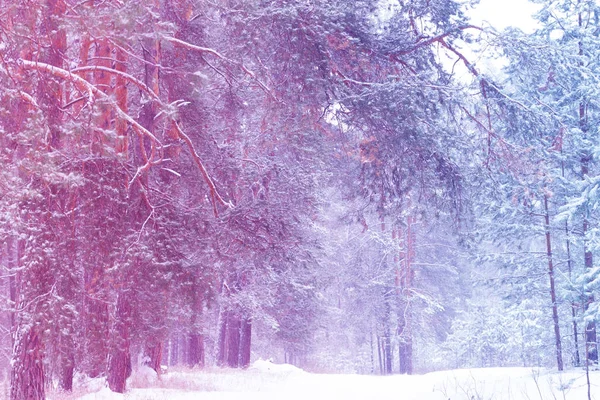 Paysage hivernal magique : sentier entre les arbres enneigés — Photo