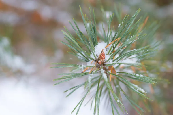 Işık ile Noel ağacının Closeup — Stok fotoğraf