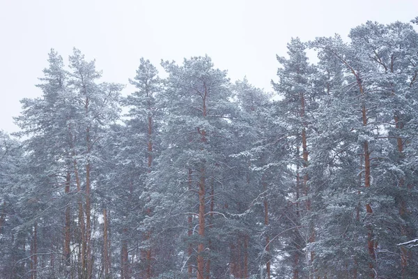 Paysage hivernal magique : sentier entre les arbres enneigés — Photo