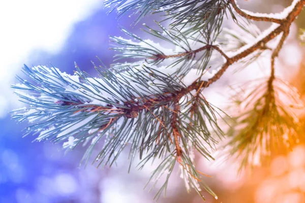 Primo piano dell'albero di Natale con luce — Foto Stock