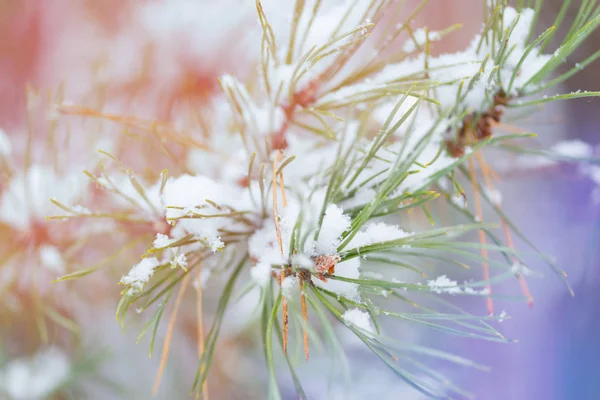 Close-up van kerstboom met licht — Stockfoto