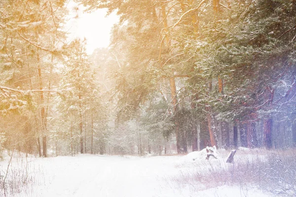 Foresta di pino immagine — Foto Stock