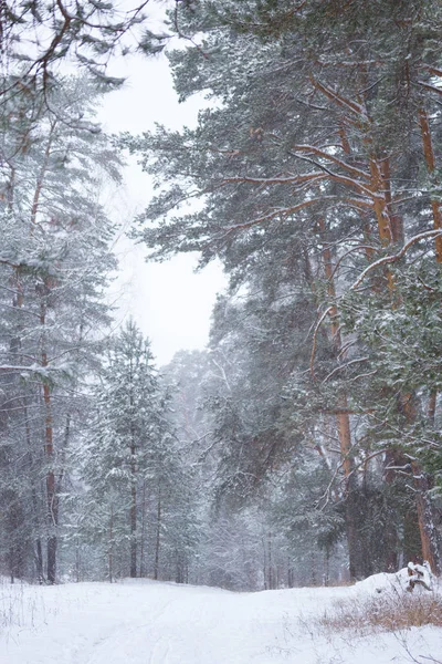 Bilde av furutre – stockfoto