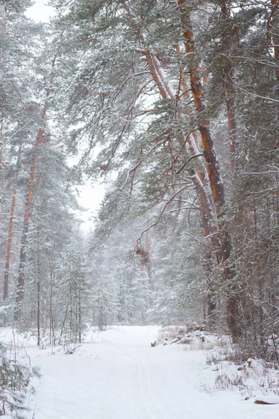 Image forêt de pins — Photo