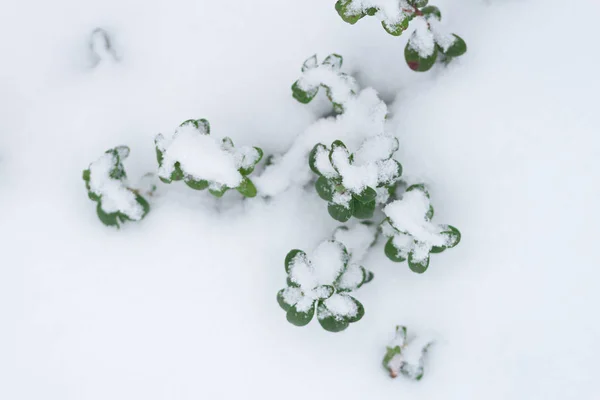 Plante hiver nature fond . — Photo