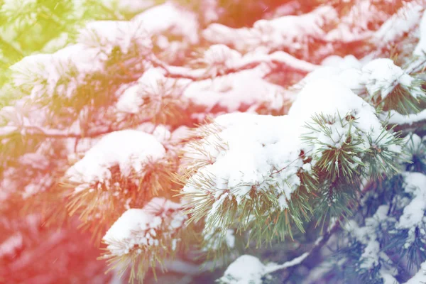 Primo piano dell'albero di Natale con luce — Foto Stock