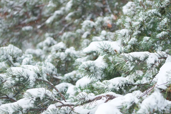 Gros plan de sapin de Noël avec lumière — Photo