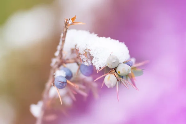 Vintage droge planten achtergrond — Stockfoto