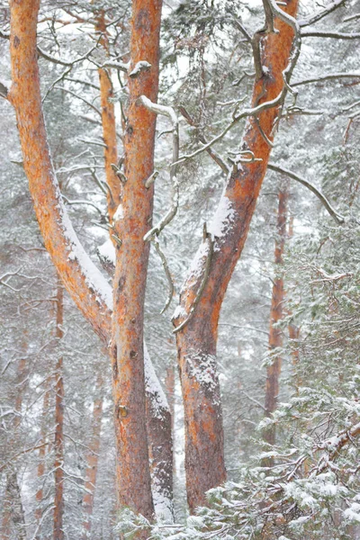 Image forêt de pins — Photo