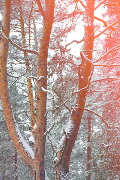 Tall träd skogen bild — Stockfoto