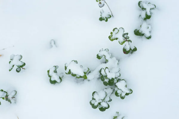 Φυτό χειμερινό φόντο της φύσης. — Φωτογραφία Αρχείου